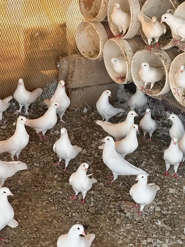 حمام فرنسي سوبر جامبو 4