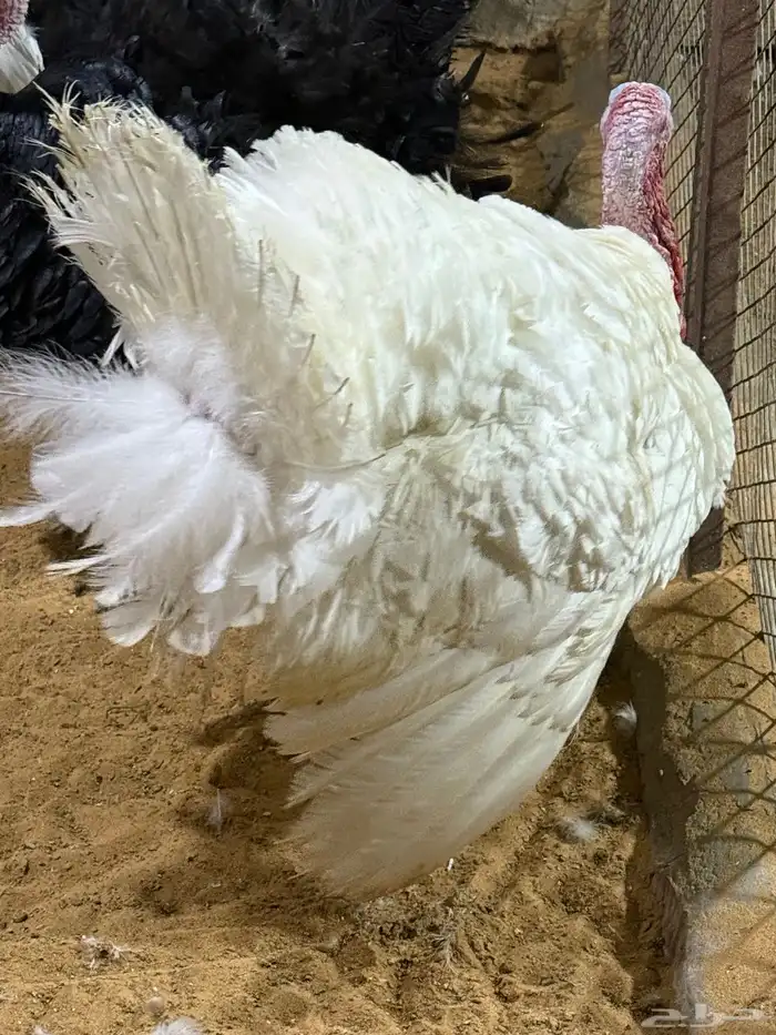 للبيع ديك و دجاجه رومي ابيض صافي بياض هولندي 3
