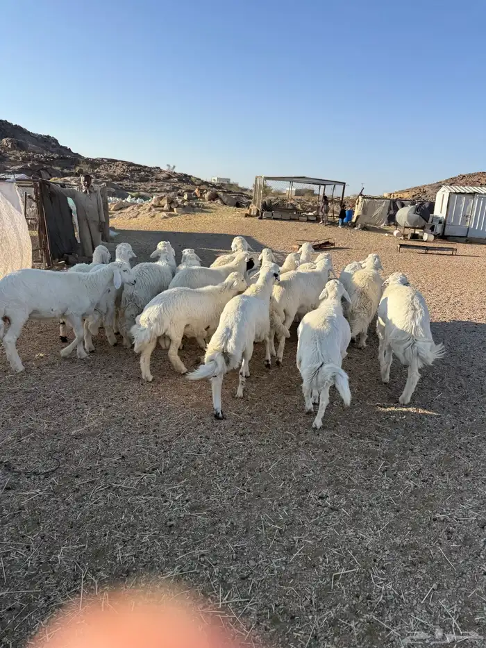 خرفان كفو جبره 7