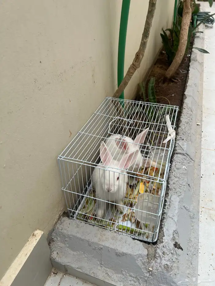 ارانب للبيع مع الشبك 3