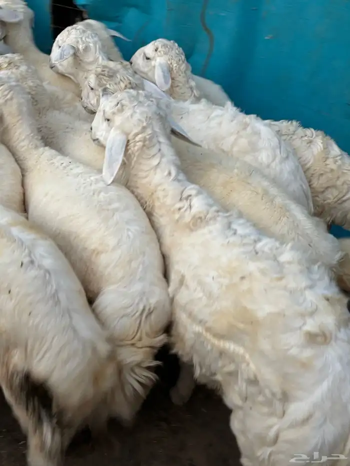 طليان حريه البيع جمله او تفريد 0