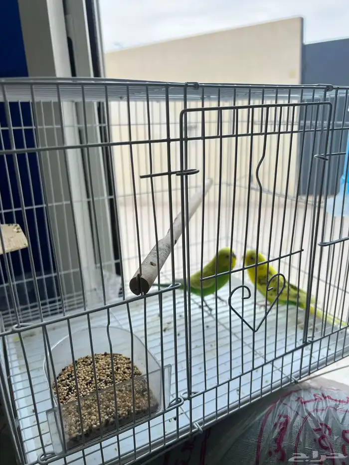 طيور للبيع مع كل أغراضه بصحه ممتازه جدا 3