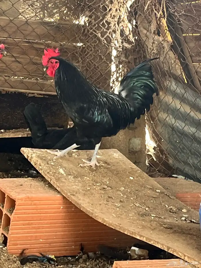 ديك فاخر. من الأخر 3