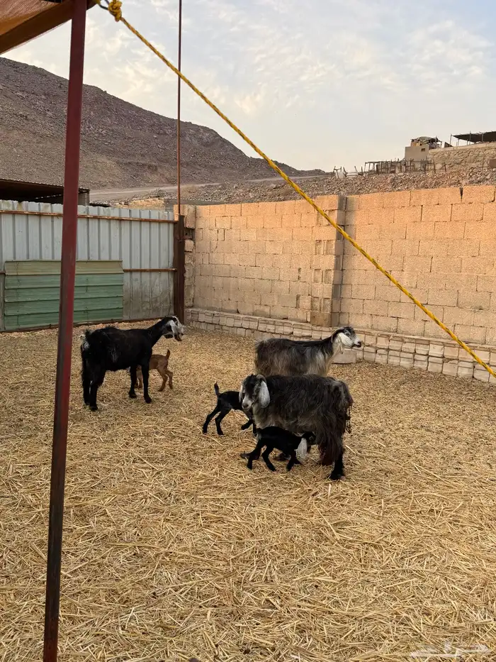 3معزا عوارض مولده مراح نظيفه بسعر مناسب. الحد 900 2