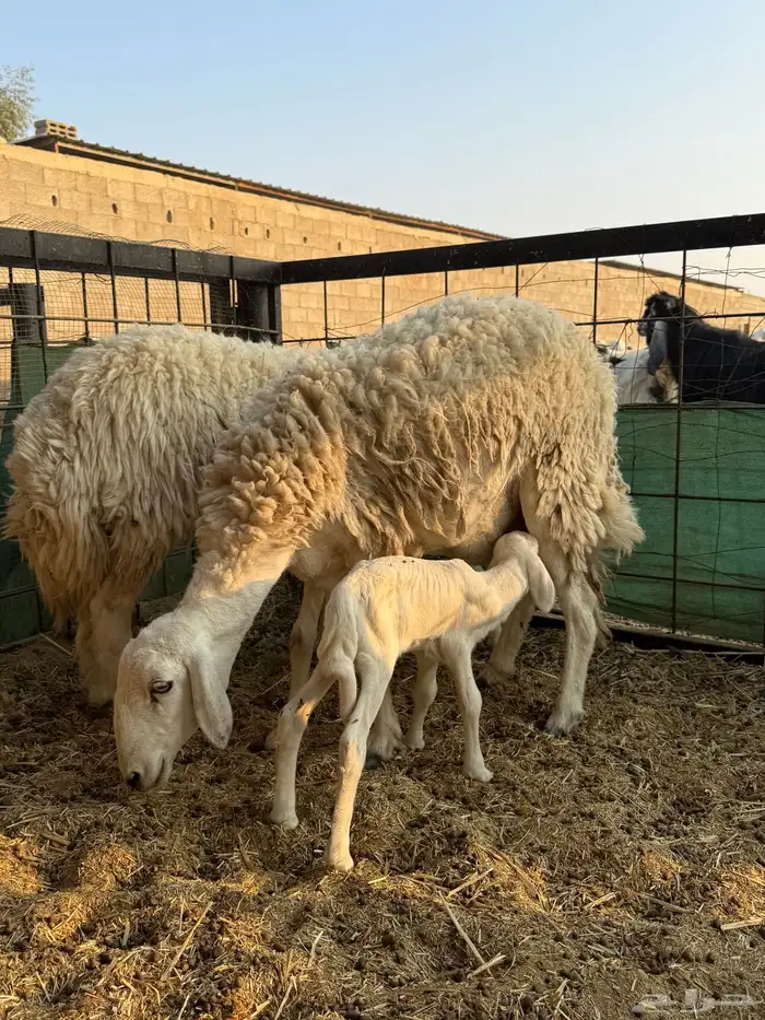 للبيع عدد 2 حريات متابيع شبب و جروم طيبة وصحة 2