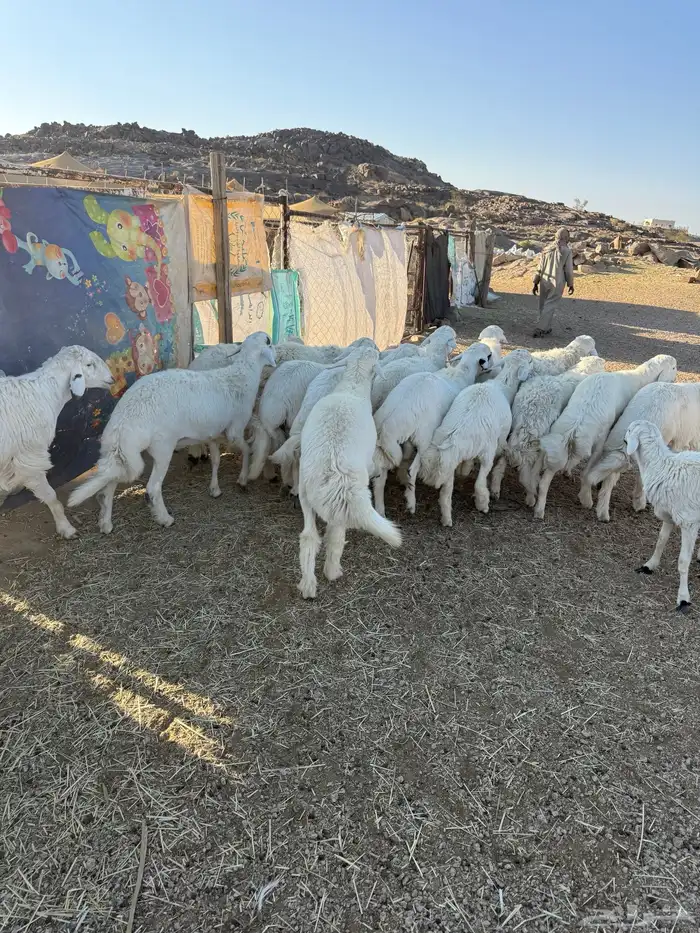 خرفان كفو جبره 5