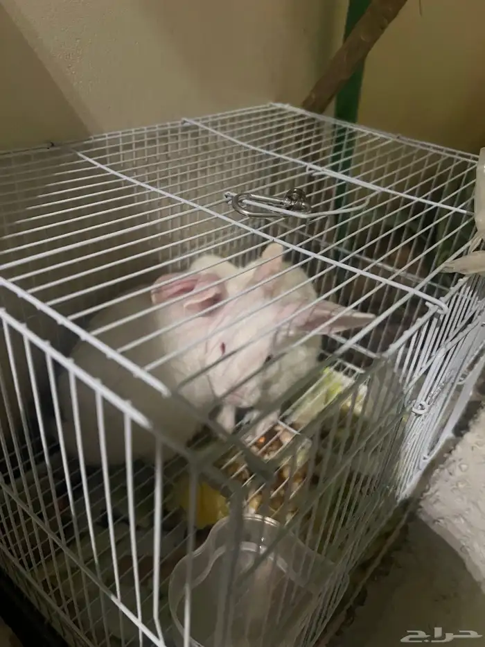 ارانب للبيع مع الشبك 8