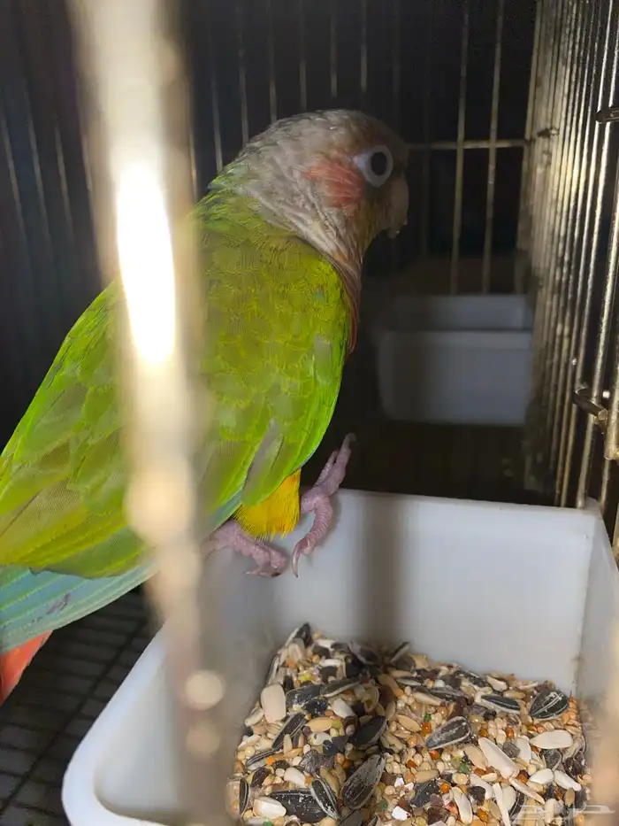 للبيع ببغاء كنيور محجل 9
