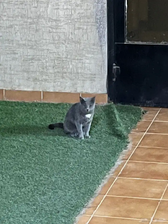 لقيت قطه مفقودة ظهرة لبن عندي امام البيت 2