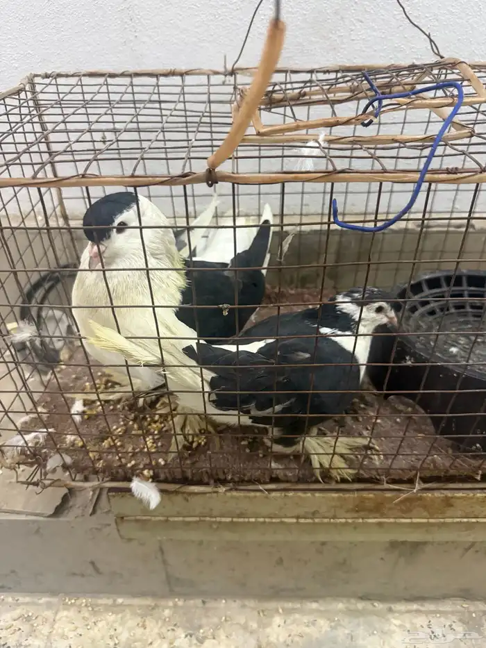 للبيع حمام 6