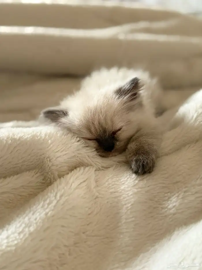 كيتين هيمالايا امريكي بيور 0