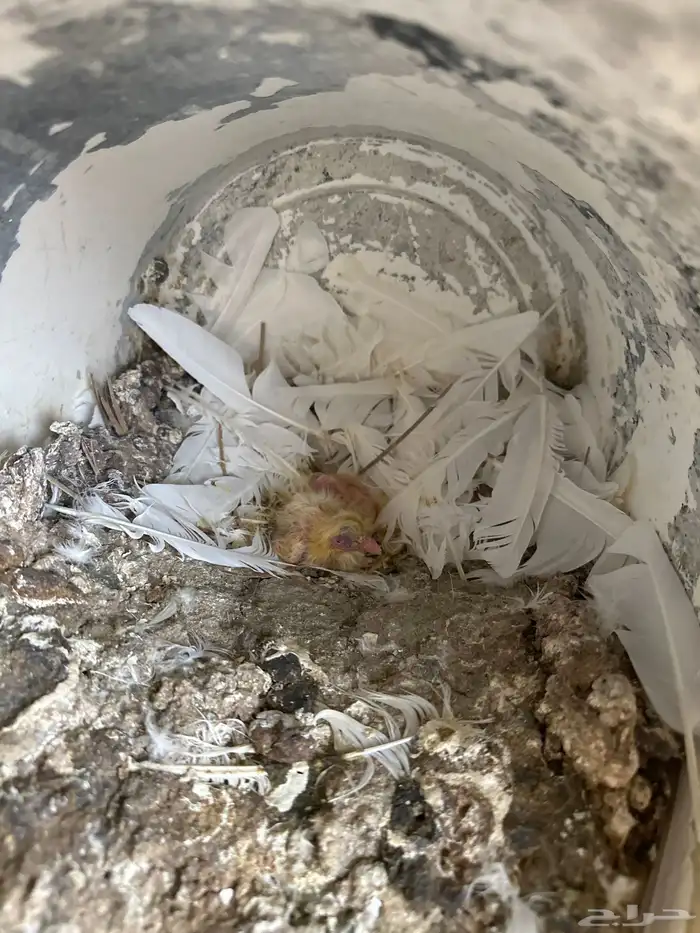 حمام فرنسي سوبر جامبو 14