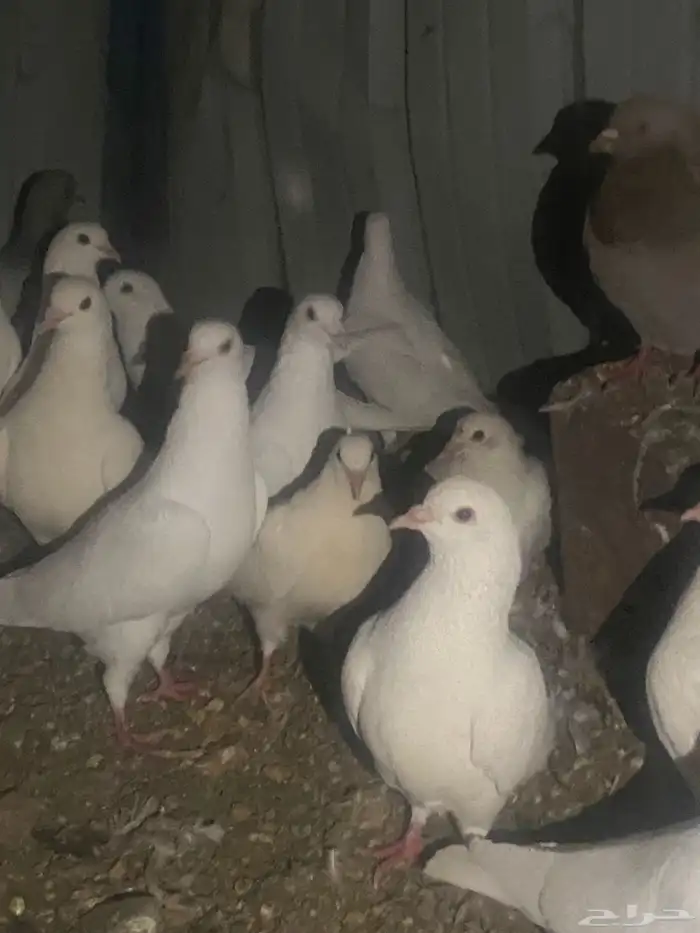 حمام فرنسي سوبر جانبو 6