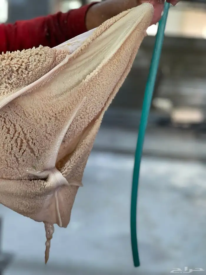 ذبايح نعيمي بلدي فاخر مع خدمة السلخ والتوصيل 7