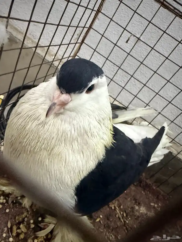 للبيع حمام 0