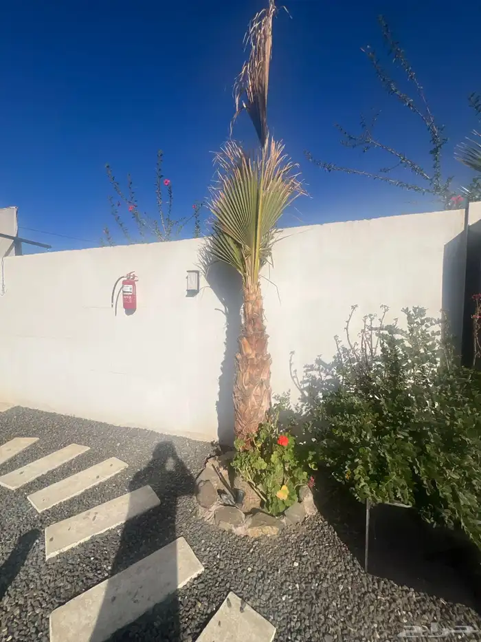 نخل واشنطن للبيع 0