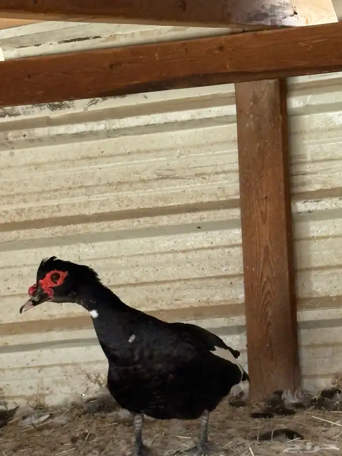 بط بكيني للبيع 2