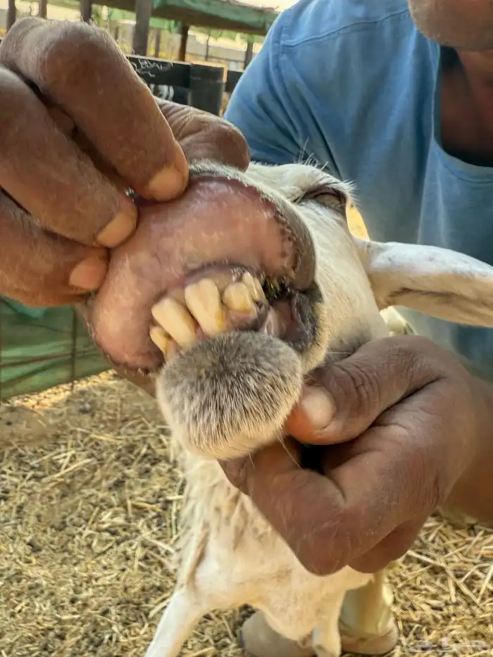 للبيع عدد 2 حريات متابيع شبب و جروم طيبة وصحة 3