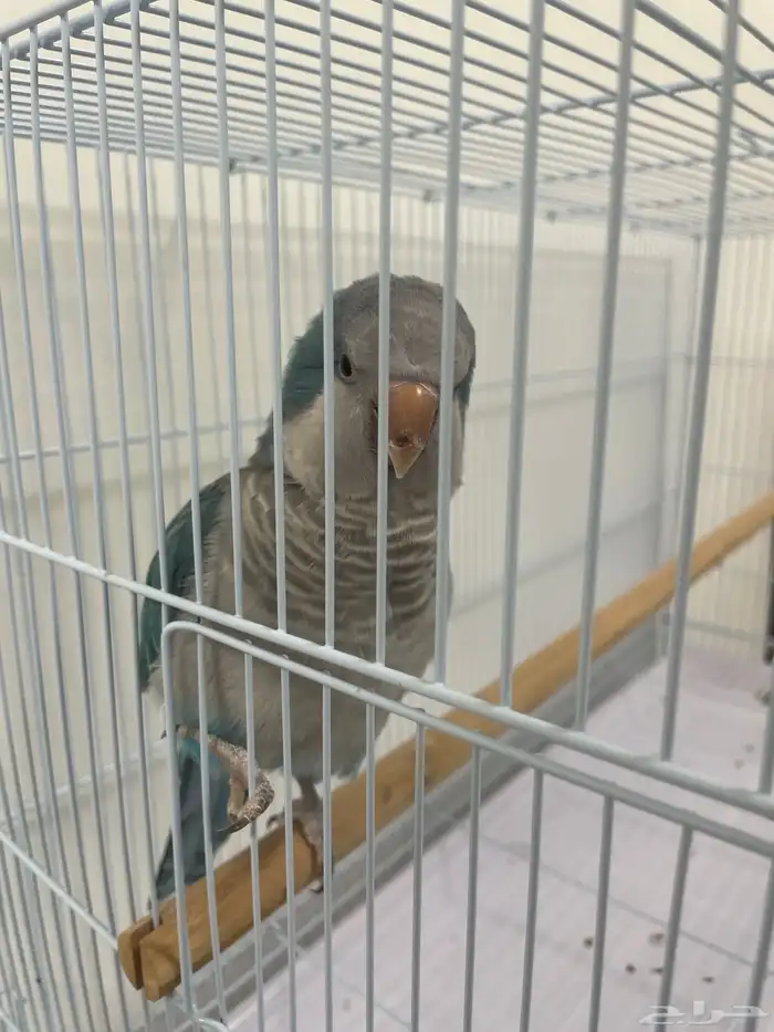 عصفور كويكر 3