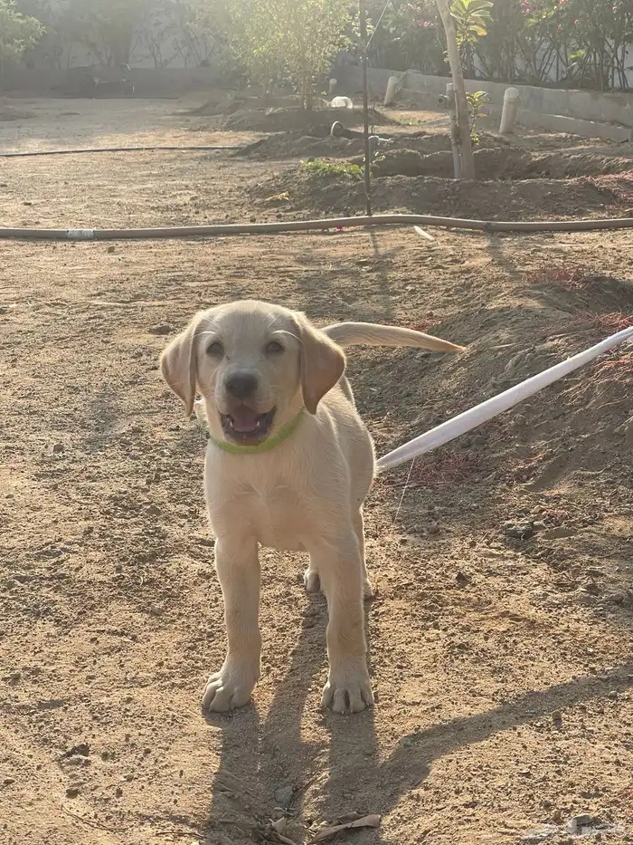 جرو لابرادور للبيع 3