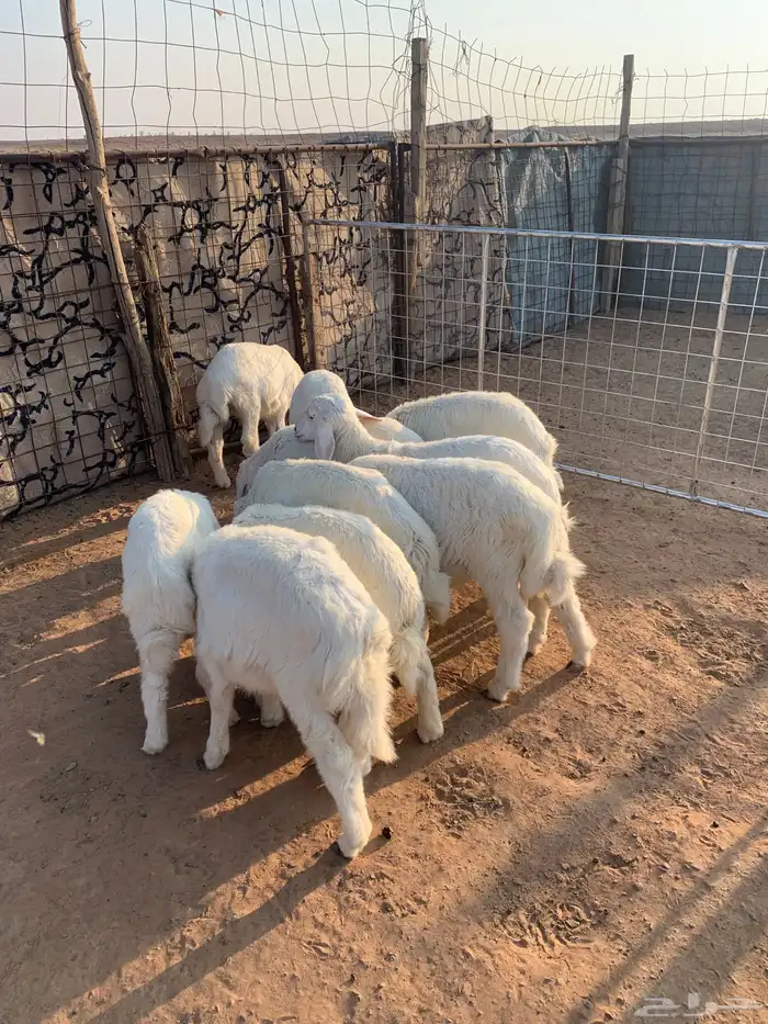 للبيع خرفان حري 1