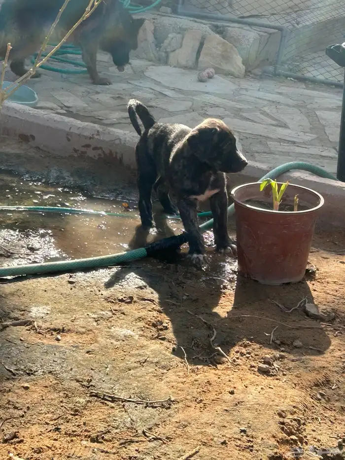 جراوه قوقاز 3