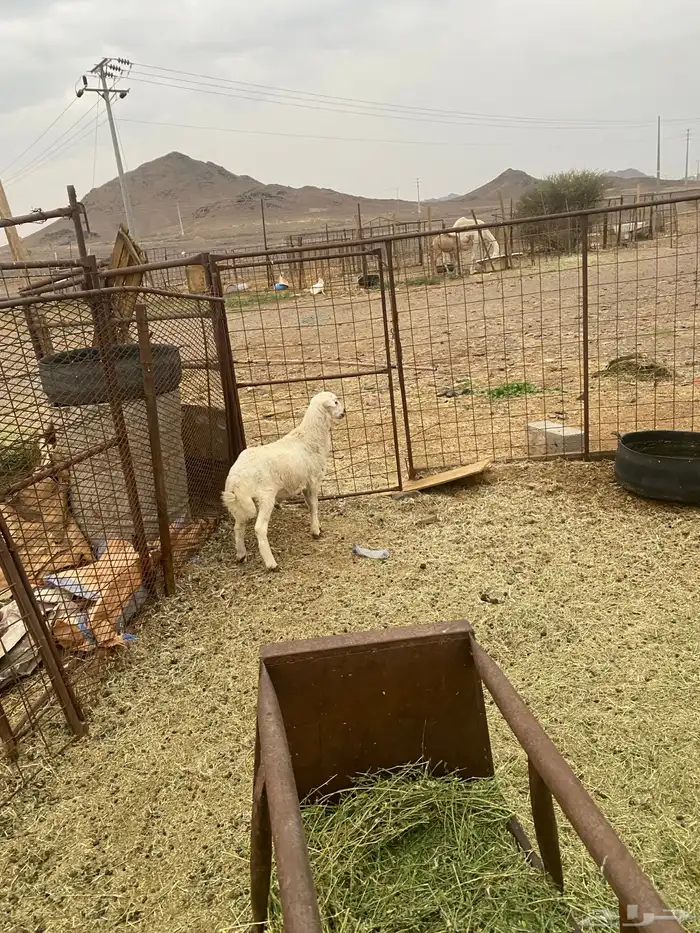 للبيع خروف رفيدي ذبيحه 4