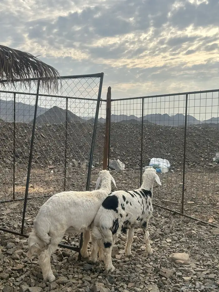 للبيع طليين شحم نظاف 5