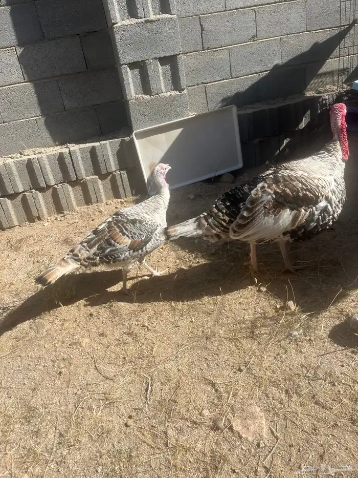 ديك ودجاجة رومي فراشة لون جميل وبياض 0