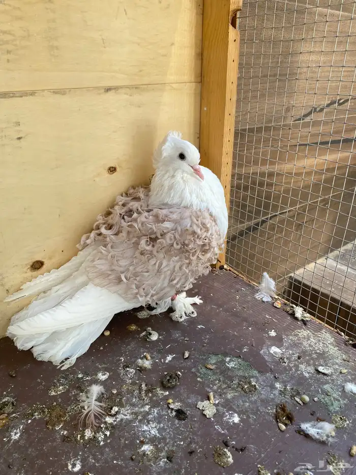 زوج حمام مفتل لون جميل 1