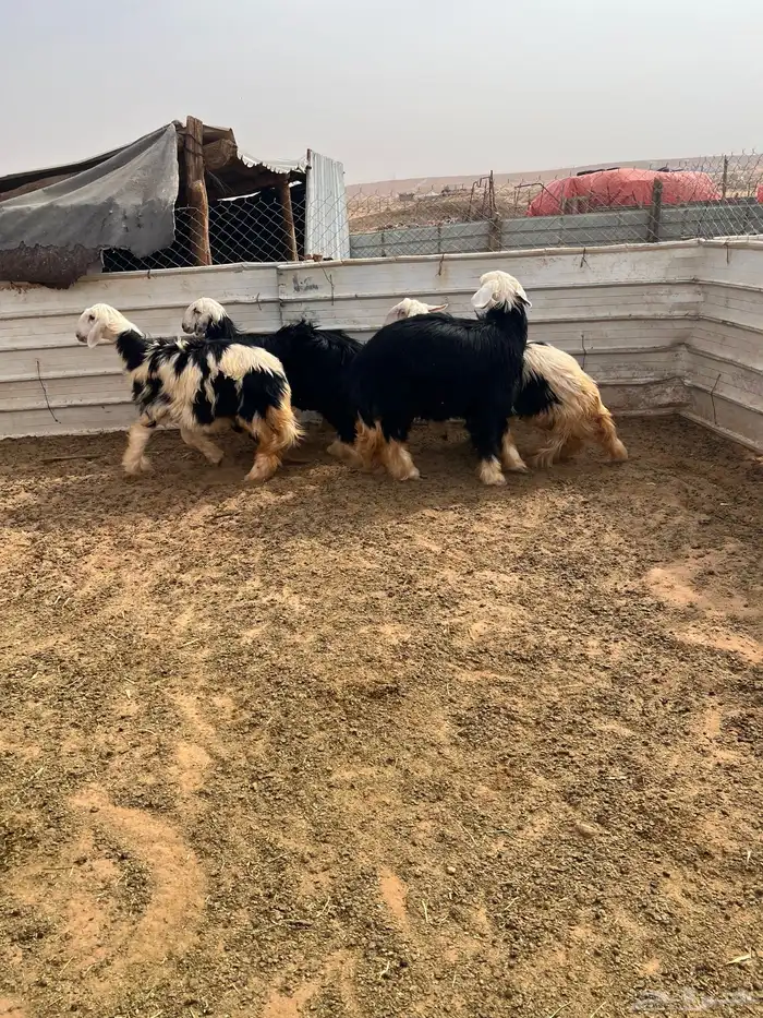 رخال نجد اعمارها 8شهور 9