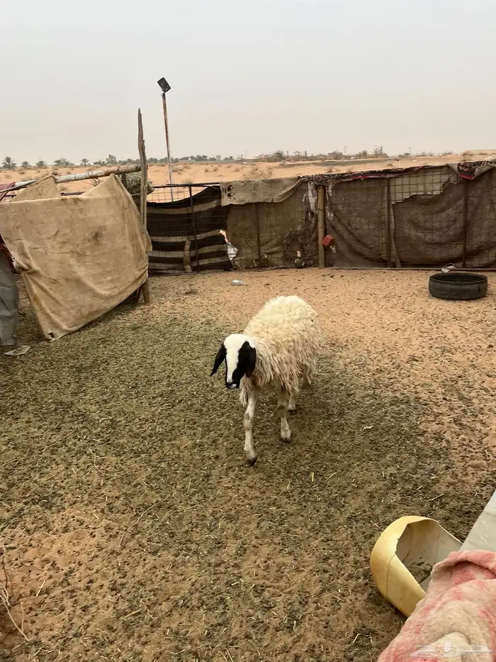 شاه رباع مبيوع ولدها قبل شهرين 3