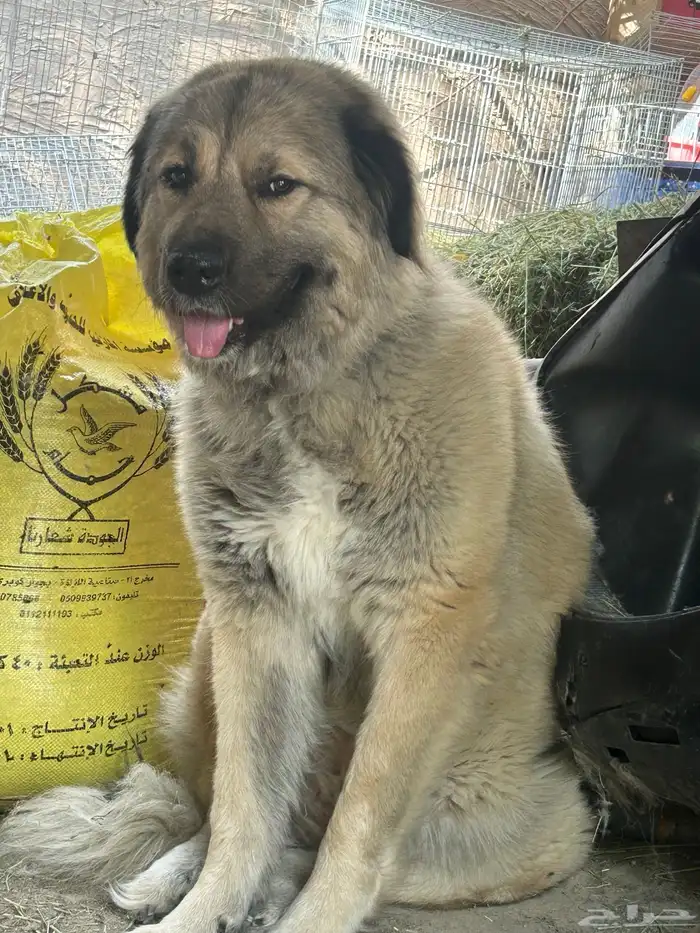 جراوه قوقاز 11