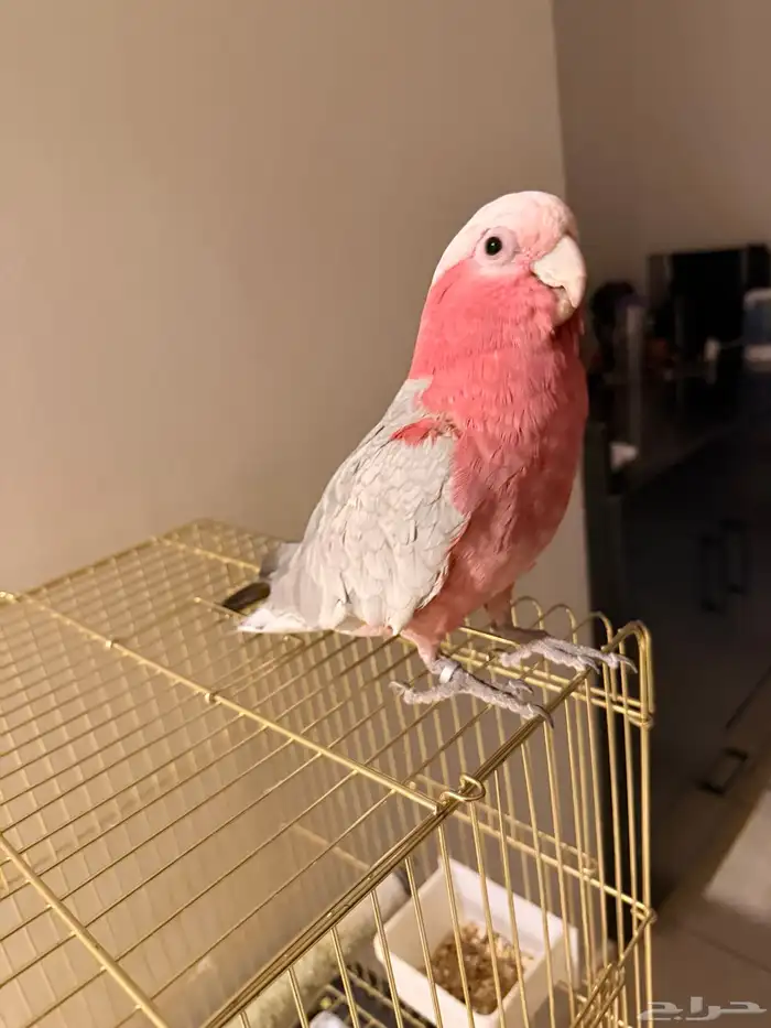 ببغاء كوكاتو قالا أليف 0