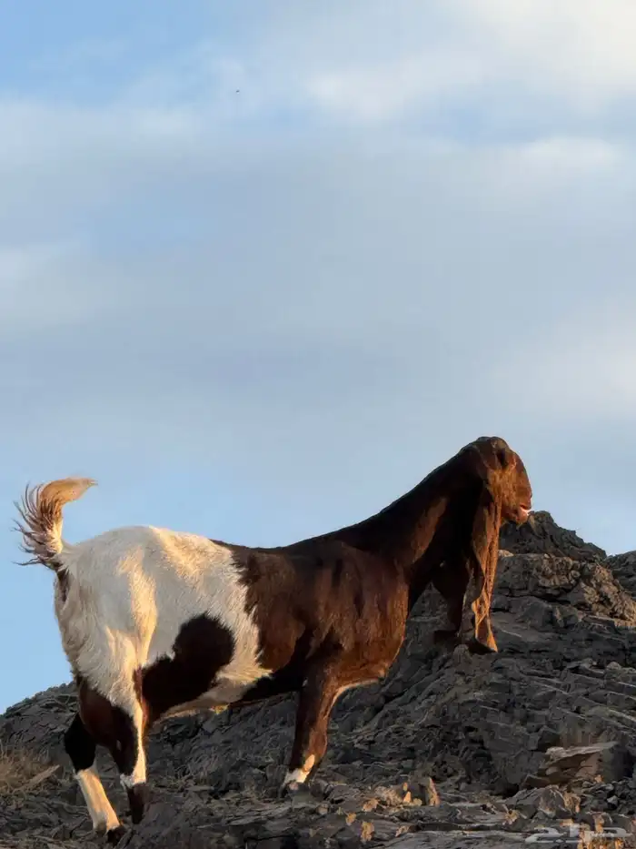 عنز هولنديه صنف 7