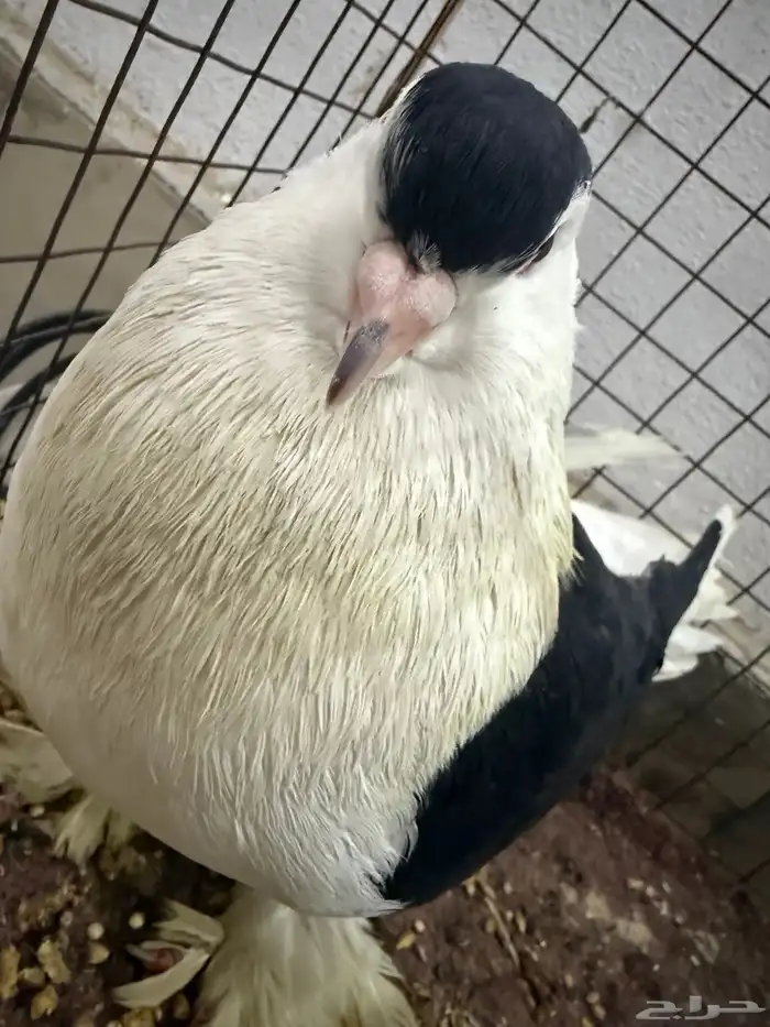 للبيع حمام 2