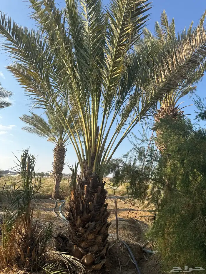 نخل بكاير للبيع 2