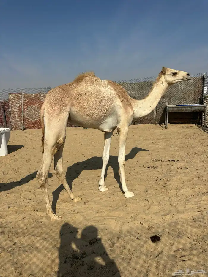 بكره حقه هجن ذلول 1