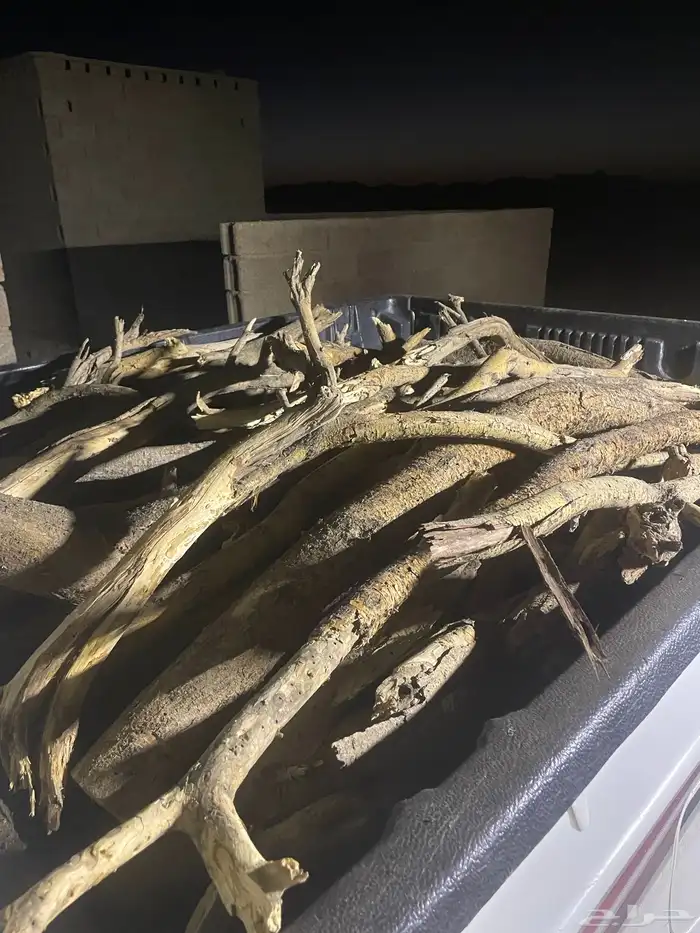 سمر افريقي مستورد 2