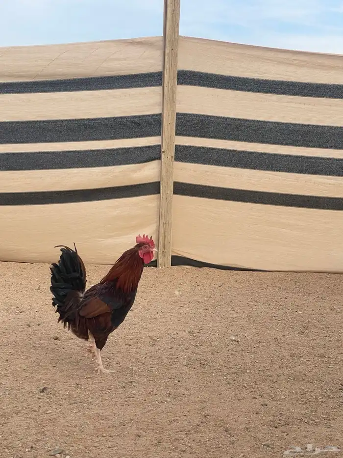 للبيع ديك اصيل 0