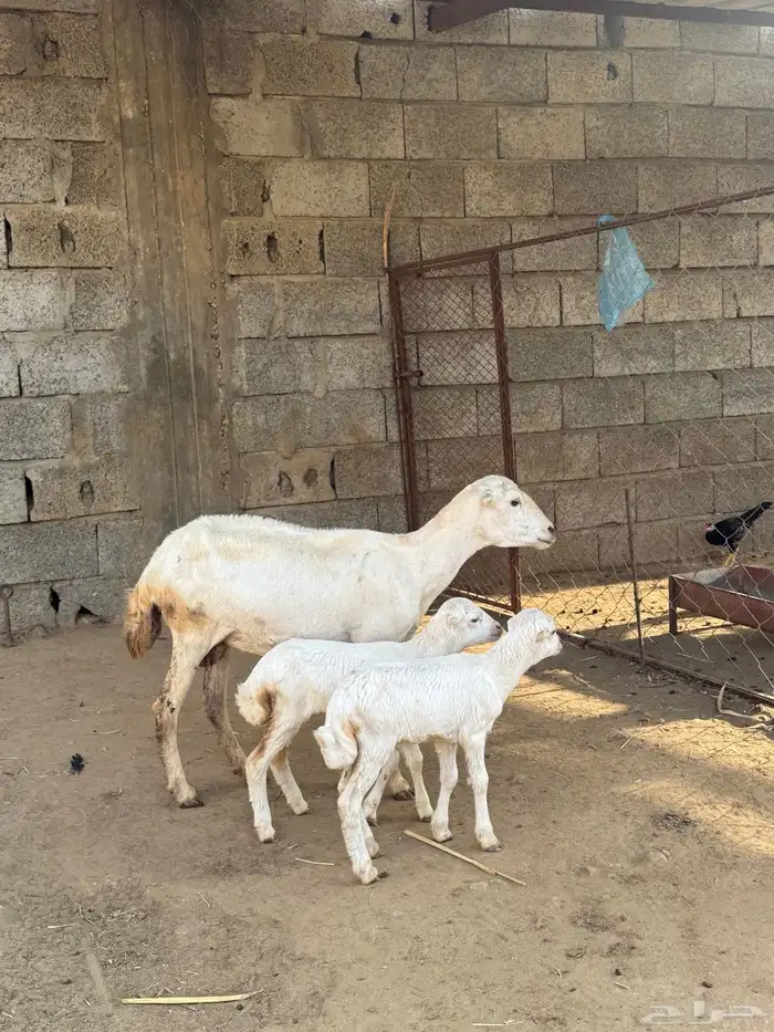 نعجه منتوج بتوأم 0