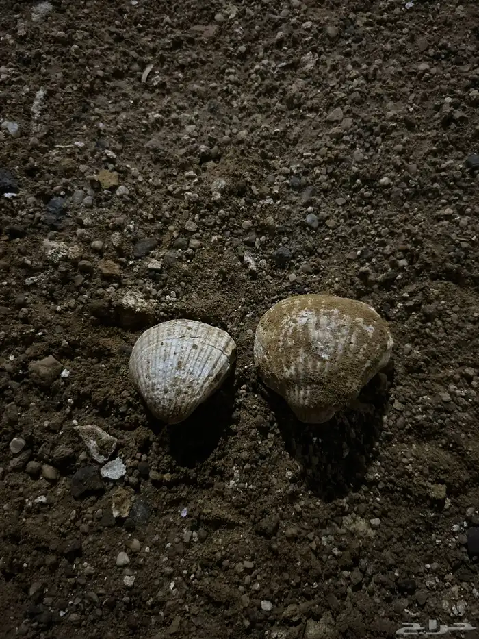 أصداف متحجره قديمه 0