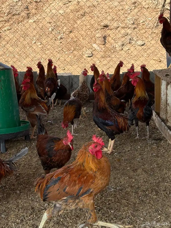 للبيع ديوك بلدي 0