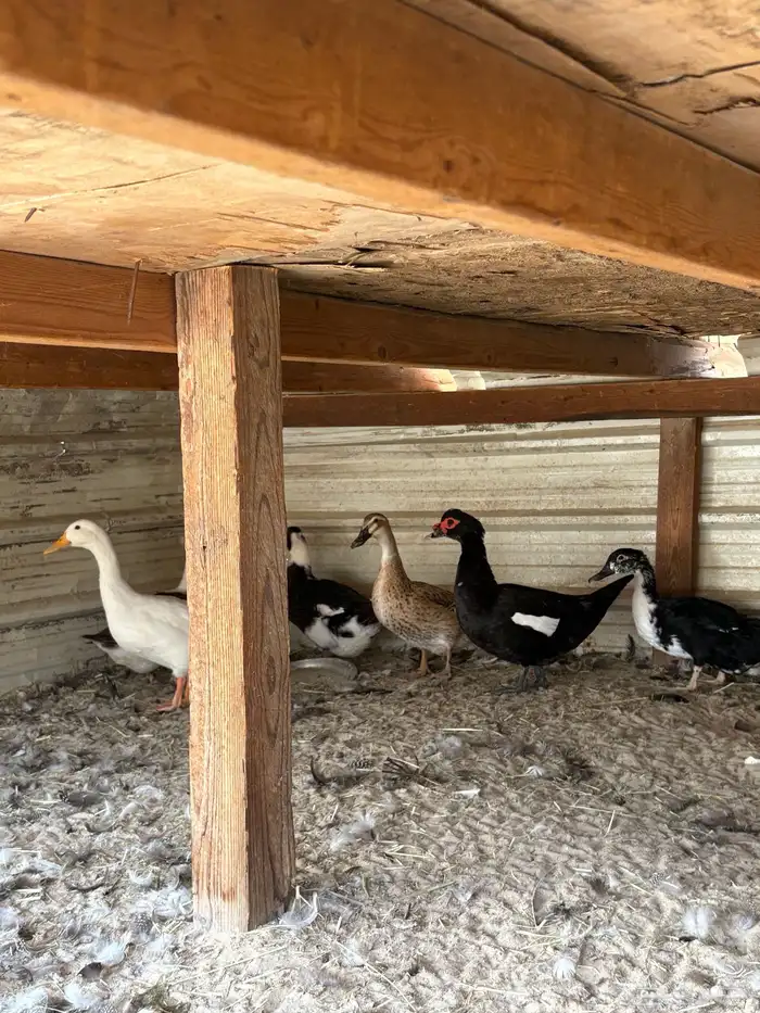 بط بكيني للبيع 0