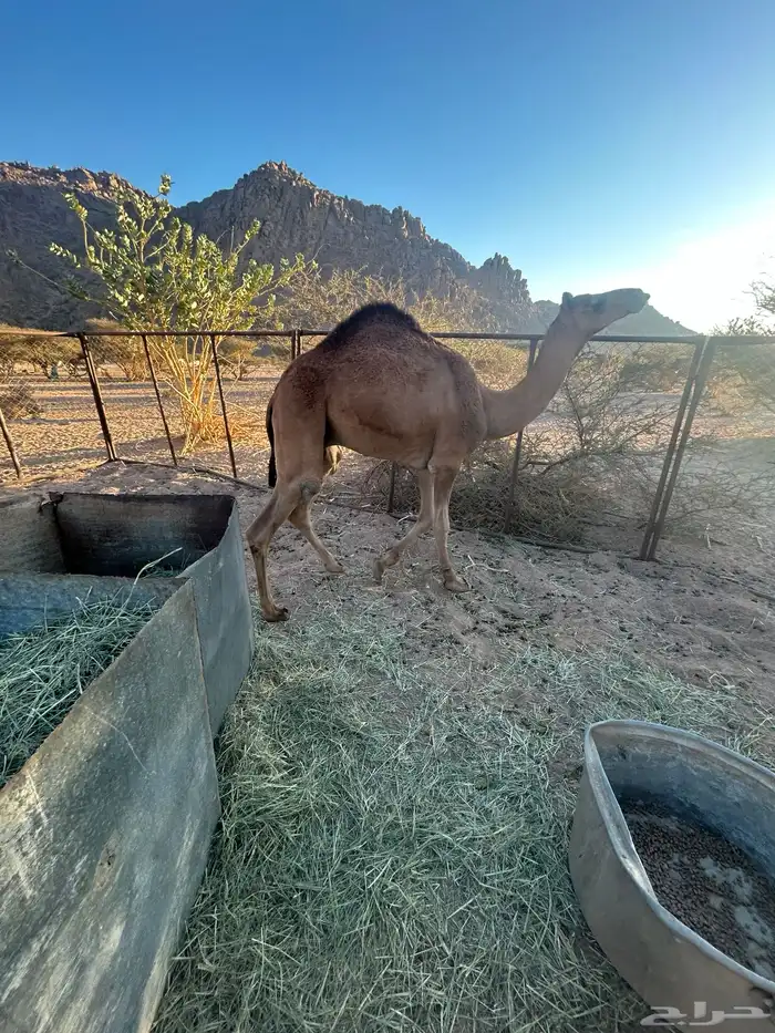 قعود كفو العمر ثلاث سنين 2