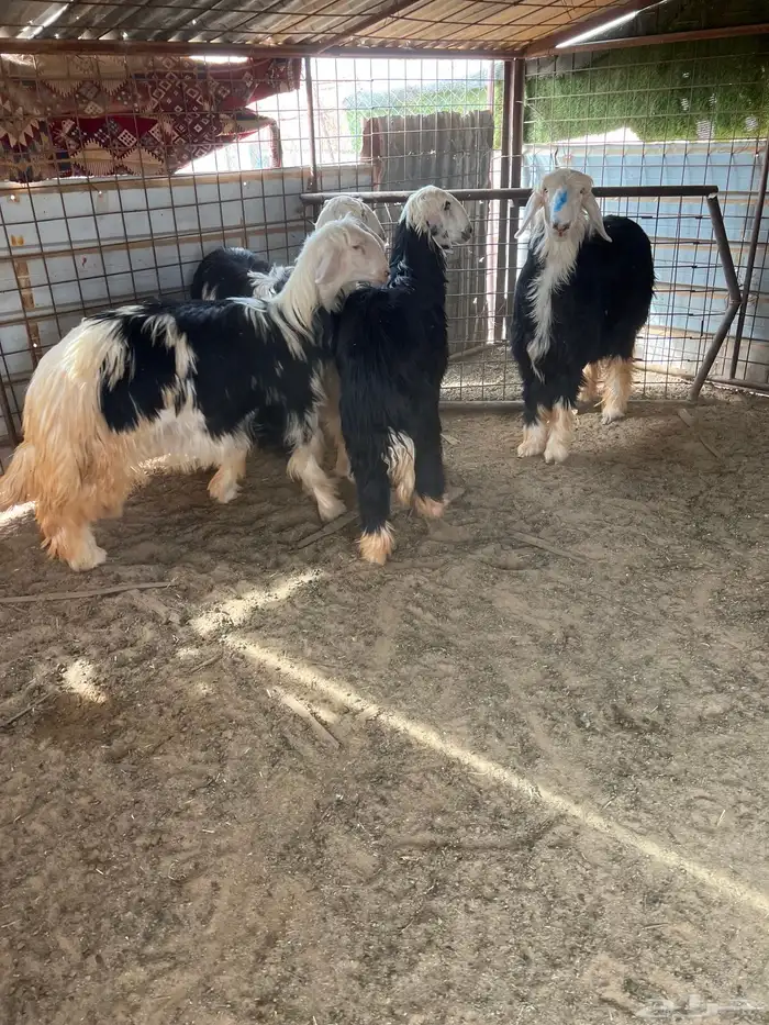 رخال نجد اعمارها 8شهور 4