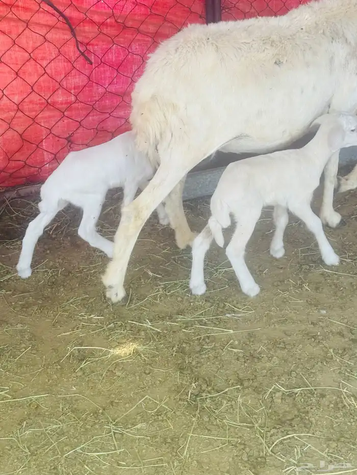 ضان ولد 2 معها 3 1