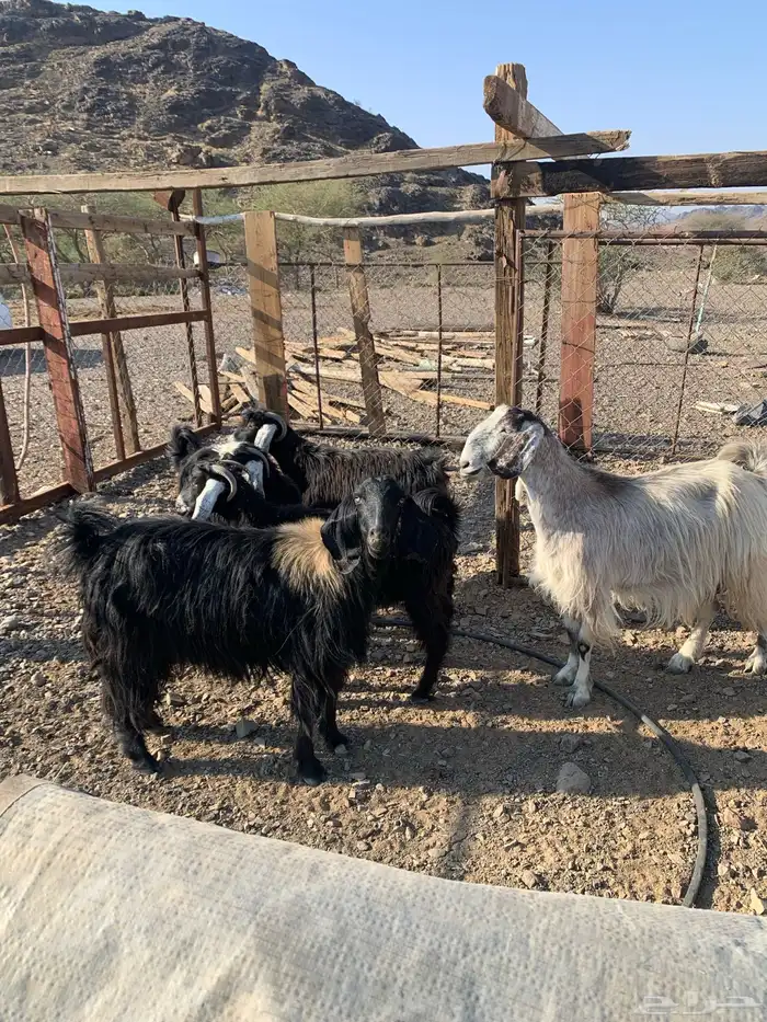 ماعز طيبات 1