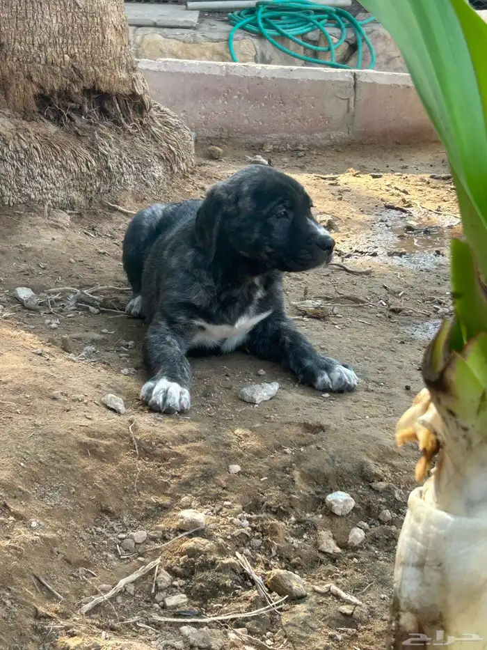 جراوه قوقاز 1