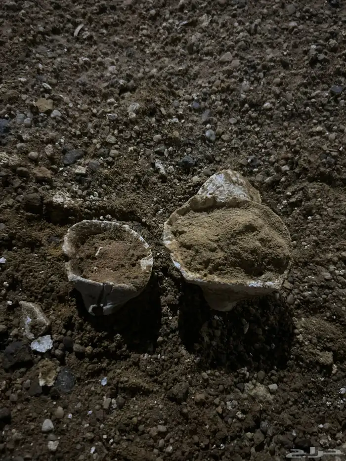 أصداف متحجره قديمه 1